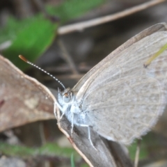 Zizina otis (Common Grass-Blue) at Paddys River, ACT - 7 Feb 2024 by Harrisi