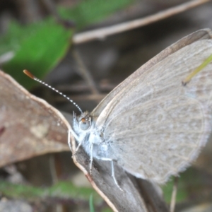 Zizina otis at Tidbinbilla Nature Reserve - 7 Feb 2024 05:33 PM