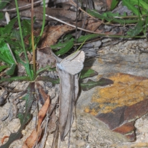 Zizina otis at Tidbinbilla Nature Reserve - 7 Feb 2024 05:33 PM