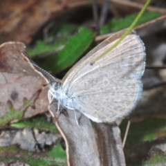 Zizina otis at Tidbinbilla Nature Reserve - 7 Feb 2024