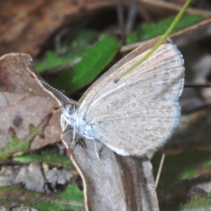 Zizina otis at Tidbinbilla Nature Reserve - 7 Feb 2024 05:33 PM