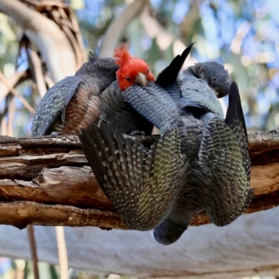 Callocephalon fimbriatum (Gang-gang Cockatoo) at Red Hill to Yarralumla Creek - 9 Feb 2024 by LisaH
