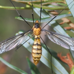 Leptotarsus (Leptotarsus) sp.(genus) at Tidbinbilla Nature Reserve - 7 Feb 2024