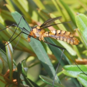 Leptotarsus (Leptotarsus) sp.(genus) at Tidbinbilla Nature Reserve - 7 Feb 2024