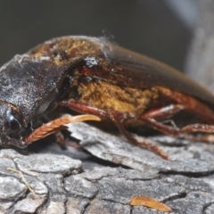 Pseudotetralobus australasiae (Click beetle) at Rendezvous Creek, ACT - 30 Jan 2024 by Harrisi