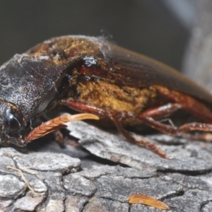 Pseudotetralobus australasiae at Namadgi National Park - 30 Jan 2024