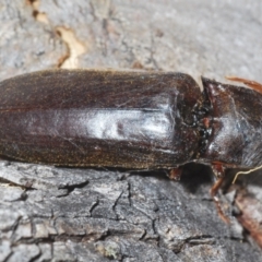 Pseudotetralobus australasiae at Namadgi National Park - 30 Jan 2024