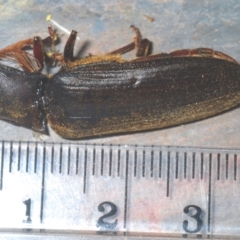 Pseudotetralobus australasiae at Namadgi National Park - 30 Jan 2024