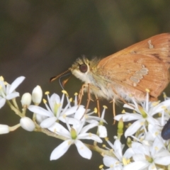 Dispar compacta (Barred Skipper) at Tidbinbilla Nature Reserve - 7 Feb 2024 by Harrisi