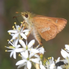 Dispar compacta at Tidbinbilla Nature Reserve - 7 Feb 2024