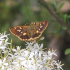 Dispar compacta at Tidbinbilla Nature Reserve - 7 Feb 2024 05:11 PM