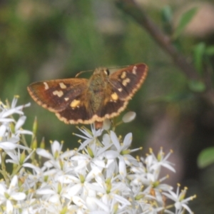 Dispar compacta at Tidbinbilla Nature Reserve - 7 Feb 2024