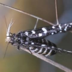 Psychanisa baliodes (A Case moth) at Tuggeranong Hill - 9 Feb 2024 by Harrisi