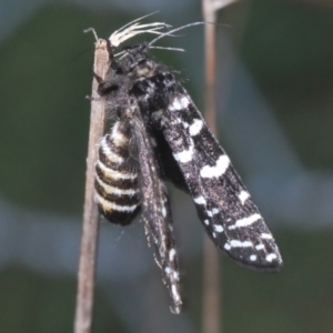 Psychanisa baliodes at Tuggeranong Hill - 9 Feb 2024