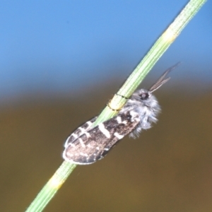 Psychanisa (genus) at Tuggeranong Hill - 9 Feb 2024