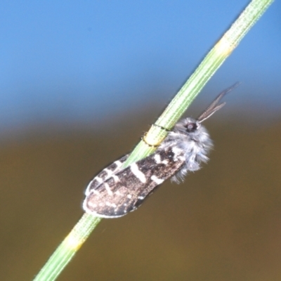 Psychanisa (genus) (A case moth) at Tuggeranong Hill - 9 Feb 2024 by Harrisi