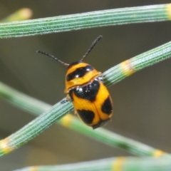 Aporocera (Aporocera) speciosa (Leaf Beetle) at Tuggeranong Hill - 9 Feb 2024 by Harrisi