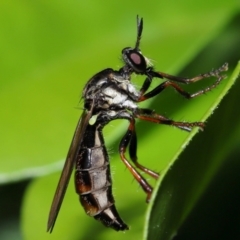 Unidentified Robber fly (Asilidae) at Wellington Point, QLD - 7 Feb 2024 by TimL