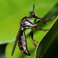 Unverified Robber fly (Asilidae) by TimL