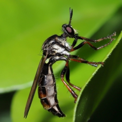 Unverified Robber fly (Asilidae) by TimL