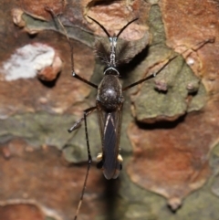 Toxorhynchites speciosis (Giant Mosquito) at Brisbane City Botanic Gardens - 2 Feb 2024 by TimL