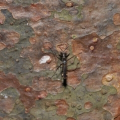 Toxorhynchites speciosis at Brisbane City Botanic Gardens - suppressed