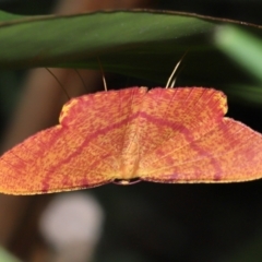 Eumelea rosalia (A Geometrid moth (Oenochrominae)) at Capalaba, QLD - 4 Feb 2024 by TimL