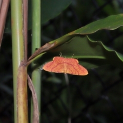 Eumelea rosalia at Capalaba, QLD - 4 Feb 2024