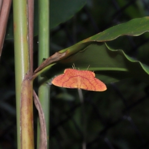 Eumelea rosalia at Capalaba, QLD - 4 Feb 2024