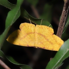 Eumelea rosalia at Capalaba, QLD - 4 Feb 2024 12:39 PM