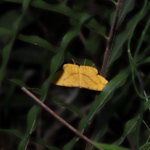 Eumelea rosalia at Capalaba, QLD - 4 Feb 2024