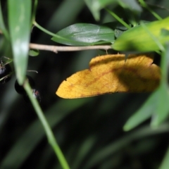 Eumelea rosalia at Capalaba, QLD - 4 Feb 2024 12:39 PM