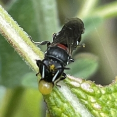 Hylaeinae (subfamily) (Masked bee, Hylaeine bee) at Frankston South, VIC - 23 Dec 2022 by SChan