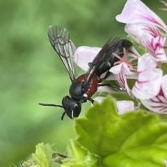 Hylaeinae (subfamily) at Frankston South, VIC - 23 Dec 2022 02:04 PM