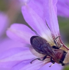 Unidentified Bee (Hymenoptera, Apiformes) at Frankston South, VIC - 22 Dec 2023 by SChan