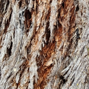 Eucalyptus consideniana at Tathra, NSW - 10 Feb 2024