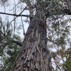 Eucalyptus consideniana at Tathra, NSW - 10 Feb 2024