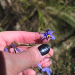 Dianella revoluta var. revoluta (Black-Anther Flax Lily) at Paddys River, ACT - 8 Feb 2024 by Csteele4