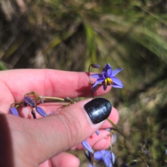 Dianella revoluta var. revoluta (Black-Anther Flax Lily) at Tidbinbilla Nature Reserve - 8 Feb 2024 by Csteele4