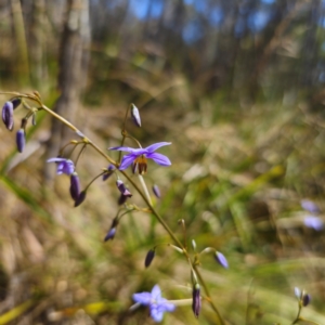 Dianella revoluta var. revoluta at Tidbinbilla Nature Reserve - 8 Feb 2024 02:50 PM