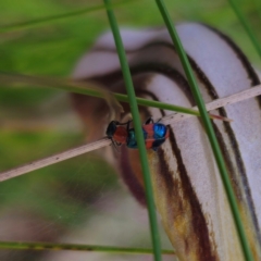 Dicranolaius bellulus (Red and Blue Pollen Beetle) at Paddys River, ACT - 8 Feb 2024 by Csteele4