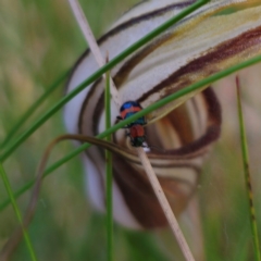 Dicranolaius bellulus at Tidbinbilla Nature Reserve - 8 Feb 2024