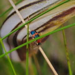 Dicranolaius bellulus at Tidbinbilla Nature Reserve - 8 Feb 2024