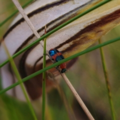 Dicranolaius bellulus at Tidbinbilla Nature Reserve - 8 Feb 2024