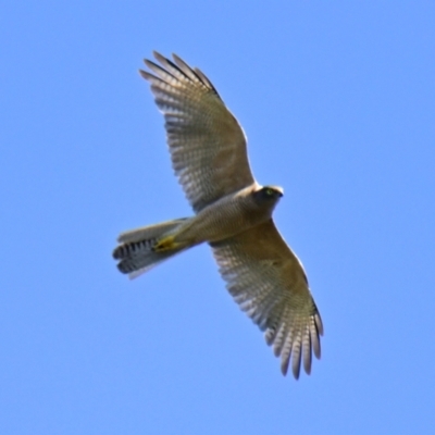 Tachyspiza fasciata (Brown Goshawk) at Evatt, ACT - 10 Feb 2024 by Thurstan