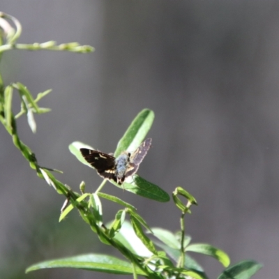 Dispar compacta (Barred Skipper) at Namadgi National Park - 6 Feb 2024 by Csteele4