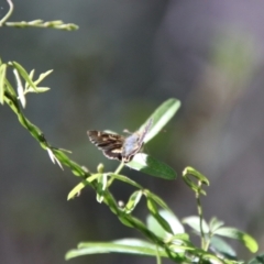 Dispar compacta at Namadgi National Park - 7 Feb 2024