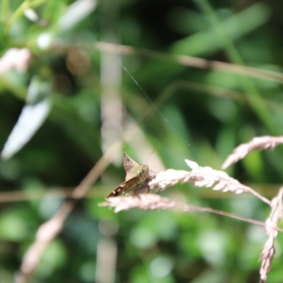 Dispar compacta (Barred Skipper) at Tidbinbilla Nature Reserve - 7 Feb 2024 by Csteele4