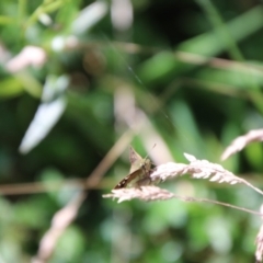 Dispar compacta at Tidbinbilla Nature Reserve - 7 Feb 2024