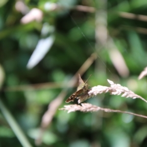 Dispar compacta at Tidbinbilla Nature Reserve - 7 Feb 2024